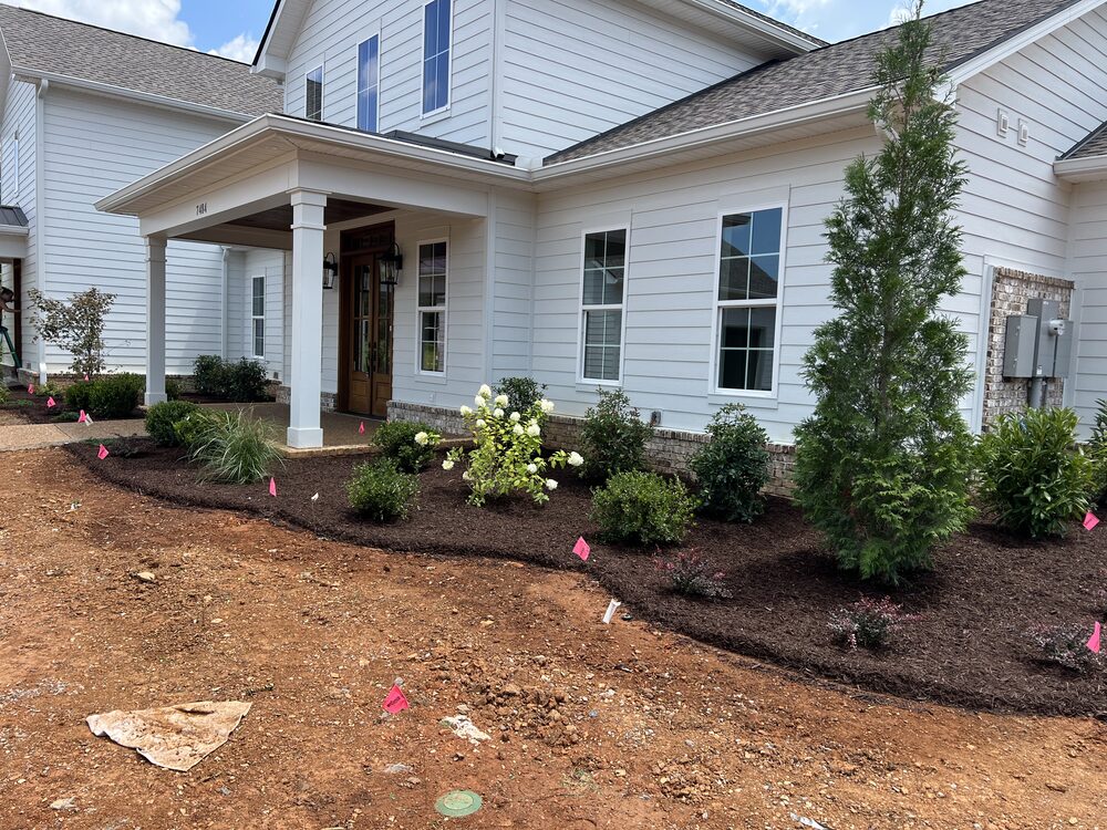 Curved foundation planting bed with hydrangeas and ornamental grasses
